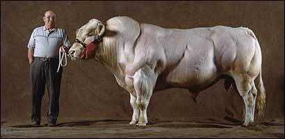 bulltrend 2014.jpg
