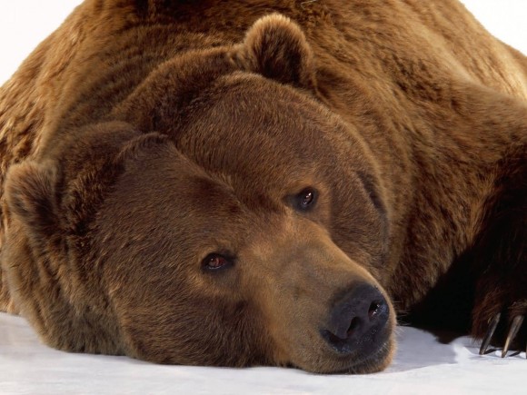 Big Bear.jpg