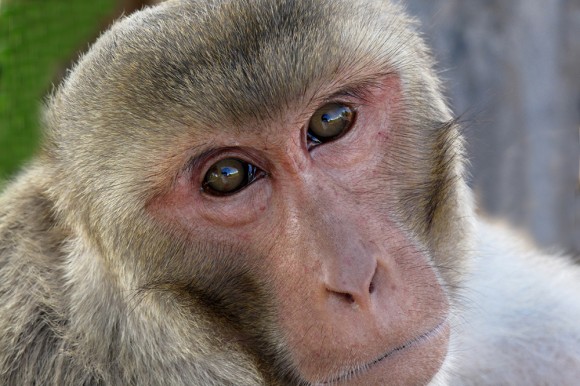 macaque.jpg