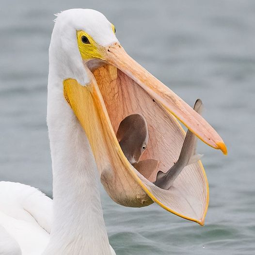 zralok vs pelikan.jpg