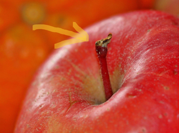 apple- stopka.jpg