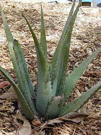 Aloe_vera.jpg